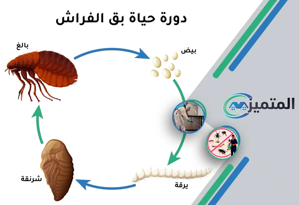القضاء على بق الفراش بحفر الباطن | مراتب وكنب وسكن عمال وفنادق – شركة المتميز للخدمات المنزلية