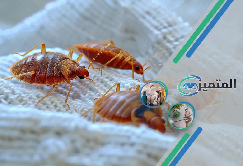 أرخص شركات مكافحة حشرات بالقيصومة | مكافحة صراصير | مكافحة فئران | مكافحة بق الفراش