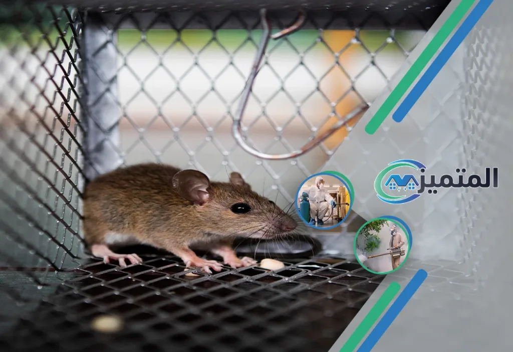 أرخص شركات مكافحة حشرات بالقيصومة | مكافحة صراصير | مكافحة فئران | مكافحة بق الفراش